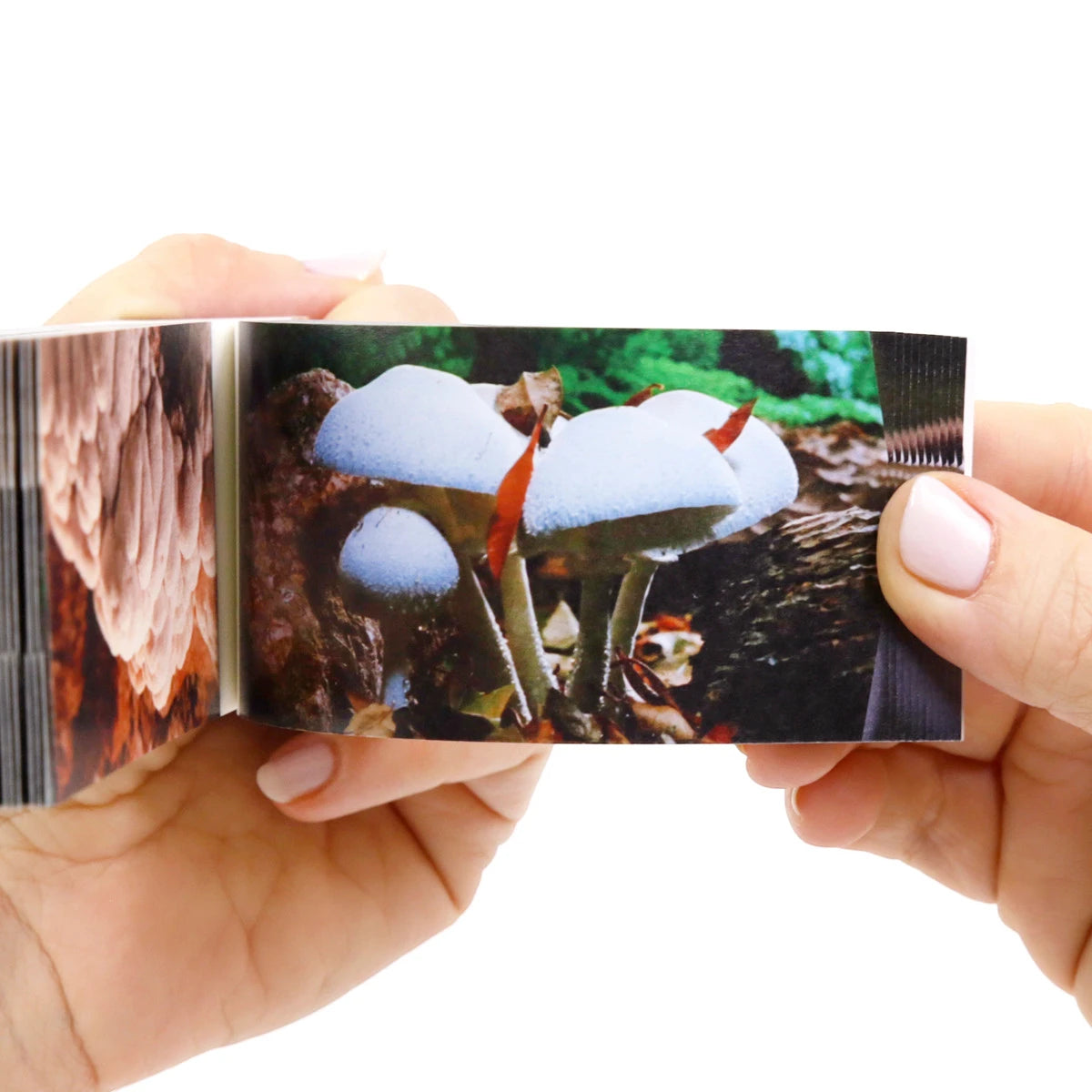 Animierte Pilzmotive im 6-in-1 Daumenkino Fungi